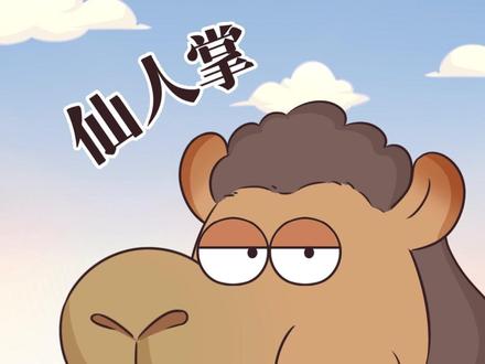 沙漠最强大嘴:骆驼啃仙人掌不扎嘴吗?#轻漫计划 #动物世界 #冷知识