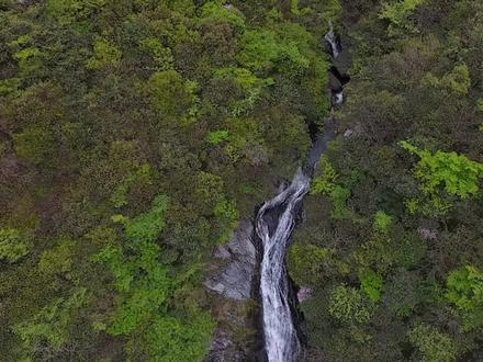 休宁泉水养鱼的历史源远流长,山泉水养的鱼不仅营养丰富口感也更好。如今,泉水鱼已经是小有名气。 #冷水鱼 #休宁板桥#特产美食 #生态养鱼 #最美原生鱼