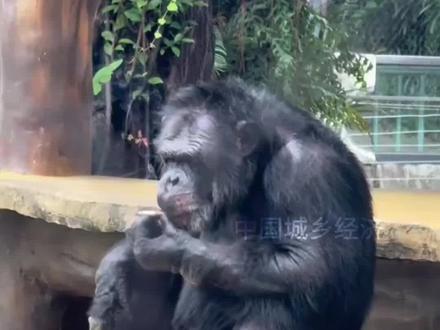 南宁动物园回应猩猩抽烟:若发现会制止,它会藏烟和打火机 #南宁动物园 #丢那猩 #丢那猩南宁动物园 #猩猩抽烟