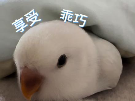 沉浸式哄小鸟睡觉#萌宠日常记录 #鹦鹉 #手养牡丹鹦鹉 #乖巧可爱 #它好像个宝宝