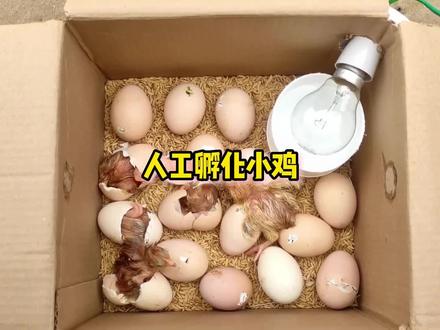 如何在家人工孵化小鸡,简单几步教会你#孵化小鸡