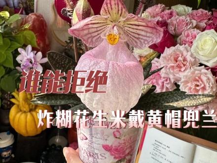 谁不想买一盆名叫炸糊的花生米戴黄帽的兜兰呢 #宝华月季 #月季 #农科院 #抽象 #万万没想到