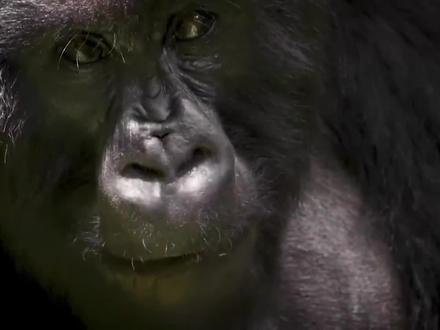 探索我们最亲近的物种——类人猿 揭示了它们的智力、社会纽带以及圈养的伦理困境,带您踏上一段惊心动魄的旅程,探索非凡物种的生活。#有趣的知识又增长了 #探秘自然界纪录片 #动物科普 #抖音精选