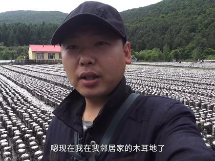 东北木耳原来是这样种植的,以前就知道好吃,这回涨知识了