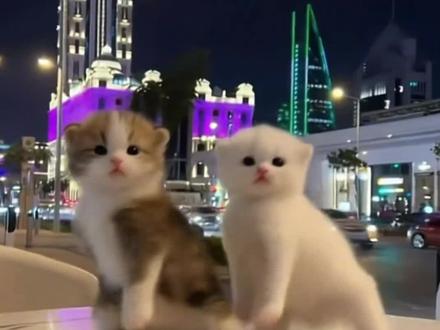 你们一句AI就否定了小猫全部的努力,万一小猫偷偷练习了很久呢#小猫咪
