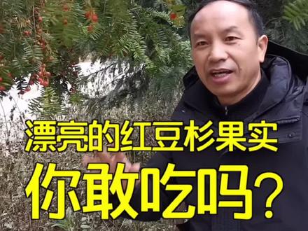 漂亮的红豆杉果实,你敢吃吗?#果园管理 #果树管理 #自家果园