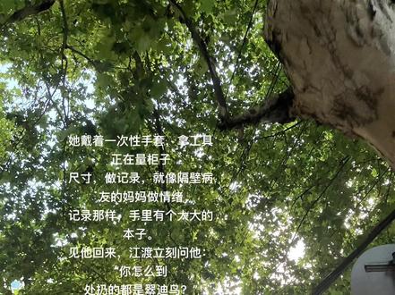 为什么收集一抽屉翠迪鸟#江渡#魏清越 #见春天