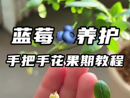 🫐蓝莓花期干货💯授粉、坐果、修剪教程#蓝莓养护 #蓝莓种植技术 #种植小技巧 #家庭种植 #种蓝莓我是认真的 @抖音小助手 @DOU+小助手