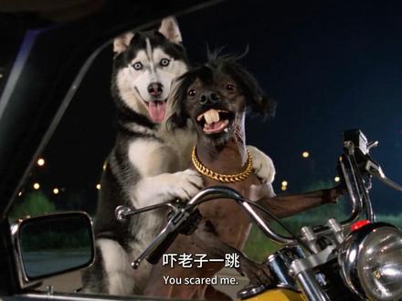 友谊的小船就翻了?#狗狗#搞笑#抽象#二哈