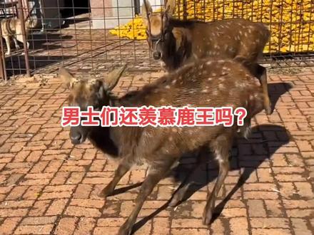 鹿王配种前后对比,男士们还羡慕鹿王吗#农村创业养殖 #提供养殖技术 #梅花鹿养殖 #三农