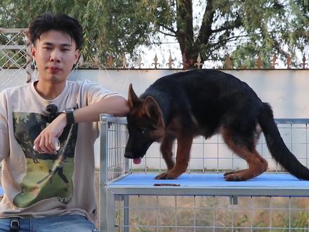 狗狗成长快速期最容易出现的问题:趴蹄,来看看你家的狗趴了吗! #德牧 #狗狗缺钙的表现 #狗狗缺钙怎么办