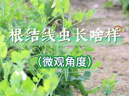 根结线虫虫体长啥样?#微观观察