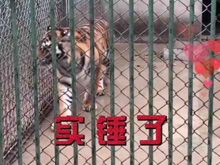 实锤了!合肥野生动物园到底搬不搬#合肥 #抖音小助手