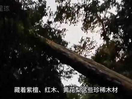 象奴:非法木材开采下,大象被逼为奴,一生满是无奈 它本该是雨林的主人,却成了人类欲望的奴隶;它能撑起千斤巨木,却撑不起自己的一生
#大象 #象奴 #亚洲象 #人与动物 #动物世界
