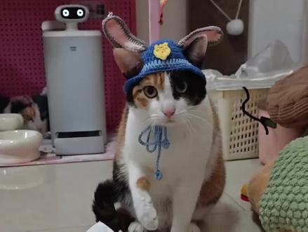 费那劲让孩子猜,直接给孩子不完了吗#狸花猫#胡萝卜纸巾猫#智商天花板#猫