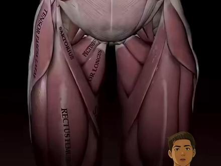 提踵脚后跟疼?一个“夹球”动作,激活关键肌肉!踢腿也提升 想让你的脚踝强韧无比吗?
提踵是个非常好的动作。不过,若能加个小球一起练习,效果将有天壤之别!
在你的小腿大块肌肉下方,藏着一块关键的小肌肉——胫骨后肌,它的作用是为你的主足弓提供支撑力。
一旦它功能失常,足弓便会随之扁平,脚踝的稳定性也会下降,进而对整个身体产生连锁反应。
有一案例,他的左脚后跟一做双腿提踵就会疼。
然而,他用脚跟夹着球再做提踵,疼痛感立刻就大幅缓解了。
这个夹球的动作能更好地激活胫骨后肌,因此,无论对于扁平足人群,还是想提升脚踝稳定性的人来说,这都是一个非常有益的训练。
拥有了强健而稳定的脚踝,就能有效降低扭伤及其他相关伤害的风险,游泳的踢腿也会提升。
#夹球提踵 #脚踝力量 #胫骨后肌 #扁平足 #足弓支撑 #提踵 #脚踝康复 #预防扭伤 #健身技巧 #体态纠正 #运动损伤预防 #游泳踢腿