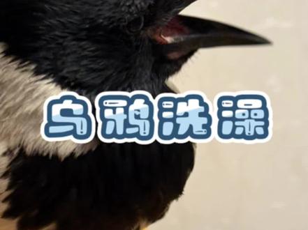 这只白颈乌鸦🐦⬛是夏天养的,养了两个多月,放飞了,个人感觉乌鸦不适合家养,特别不适合在楼房圈养,叫声很大,会扰民,随时随地拉粑粑💩,清理不及时会非常臭。关笼子里乌鸦会抑郁。如果有独门独院的房子是可以饲养的。乌鸦很聪明,会模仿各种自己听到的声音,感觉就像养了一只小狗🐶,会跟人互动,要经常带出去训练盘飞,要不然就真的成走地鸡了!#毛孩子日常 #白颈乌鸦#乌鸦的故事#乌鸦洗澡#养乌鸦