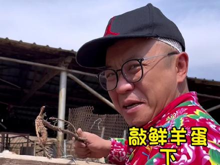 敲羊蛋完结篇#敲羊蛋 #羊蛋 #大鹏烤羊蛋 #沈阳