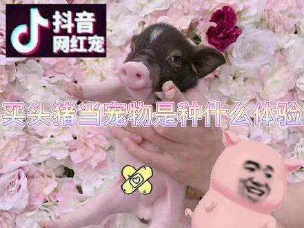 快递回来的猪总,持续分享养殖的日常。哈哈哈期待100斤出栏。#萌宠 #铲屎官 #小香猪