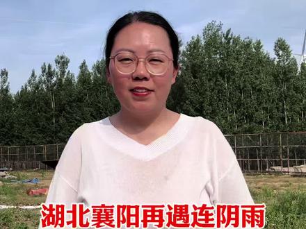 湖北襄阳当地再次遇到连阴雨天,从22号到25号还是继续下小雨小麦倒伏霉变灾请加剧抢收烘干,全力降低损失#湖北襄阳#湖北芽麦 #小麦倒伏减产 #小麦倒伏霉变#小麦倒伏发芽