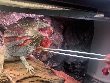 会开伞的蜥蜴#爬宠 #蜥蜴 #神奇动物在抖音 #伞蜥#龟仙人爬虫店