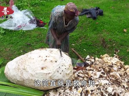 为什么非洲人宁愿吃香蕉树皮,也不吃香蕉?香蕉树皮能吃吗?