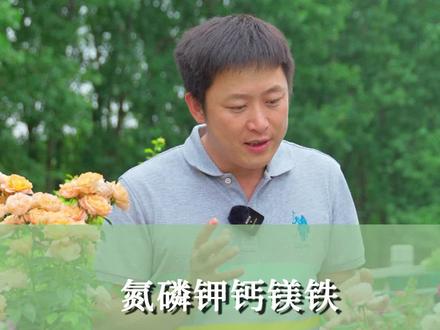 氮磷钾钙镁铁,月季要这些元素做啥?#养花小知识 #月季养护 #氮磷钾 #微量元素 @抖音小助手