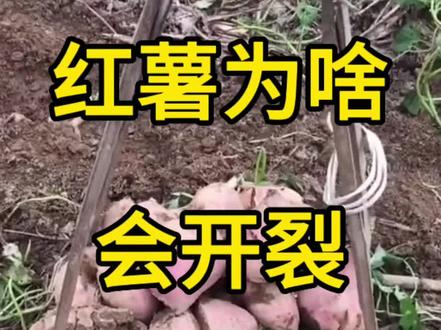 红薯为啥会开裂?#红薯 #红薯种植 #三农