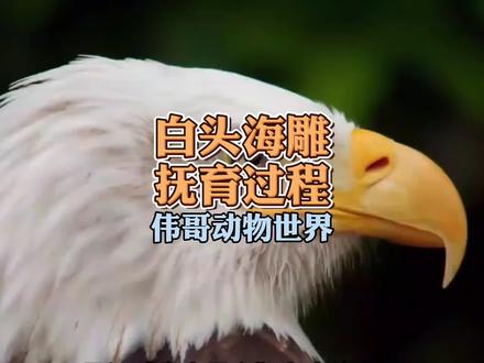 高清记录白头海雕艰辛的抚育过程,经历猎杀、二婚和美国日益变暖的气候,白头鹰幼鸟最终能活下来吗?#万物皆有灵性 #反转 #鹰酱 #再婚 #粤语