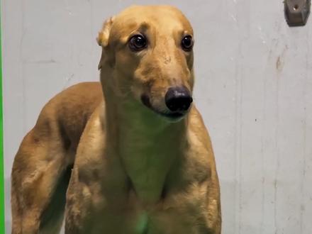 这些不同品种的狗你能跑赢几种 #狗 #跑步