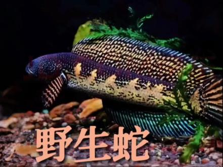 野生黄金眼镜蛇雷龙和人工蛇有啥不同?如何分辨?怎么选择? #雷龙鱼 #黄金眼镜蛇雷龙 #野生雷龙 #野生蛇 #真实生活分享计划