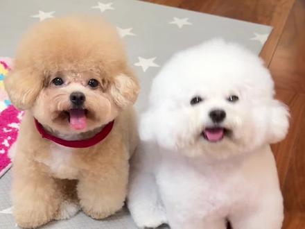 好运好运接接!! #线条小狗#就要一起大展狗图#玩乐主义线条小狗#2026一起好运汪汪#玩乐主义funism