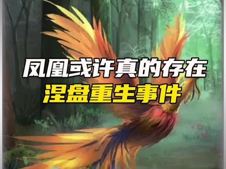 凤凰或许真的存在,你见过真的凤凰吗?#涅槃重生 #凤凰 #未解之谜