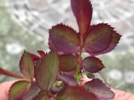 玫瑰扦插神操作,新手必学!不用花钱,一根枝条种满玫瑰花 #嫁接技术 #玫瑰花 #扦插 #涨知识 #嫁接