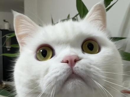 咪 的胸膛缺了一个依靠
#咪咪大王 #小猫咪#白面馒头小猫 #萌宠出道计划