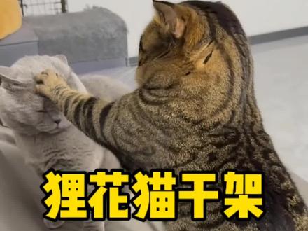 知道狸花猫为什么打架那么厉害吗 #猫咪 #新手养猫 #科学养猫 #猫咪日常