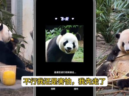 兰花集团出动 目标飞云 (下 ) 萌兰:还好我反应快 ,不然今天我们就完了。#熊猫花花 #大熊猫萌兰 #大熊猫飞云 #国宝熊猫日常