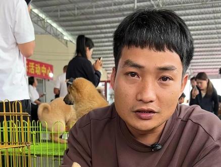 纯种的黄狗白面身上都有什么特征 #淘狗 #土狗 #黄狗白面金不换 #中华田园犬
