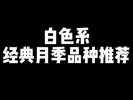 我最喜欢的15款白色经典月季,你还种过哪些白色月季品种?请在评论区留言。
#想看看你相册里的花花 #好看的花一定要分享给你 #月季 #白色月季