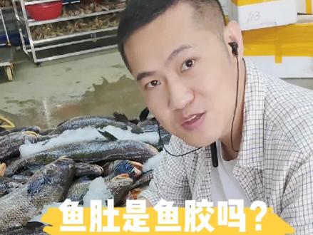 鱼肚长啥样,鱼肚就是鱼胶吗?#鱼肚#鱼胶#鱼胶产地溯源@DOU+小助手