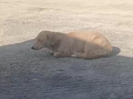 现实版“忠犬八公”,狗狗在服务区等候主人八个月。“多次喂它,但是不肯跟我走”#狗狗 视频来源@护航轮胎