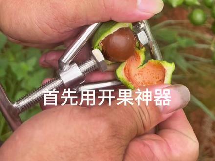 老蒙教你怎么吃新鲜夏威夷果#优质农产品 #新鲜采摘 #自家果园 #纯天然绿色食品 #抖音助农