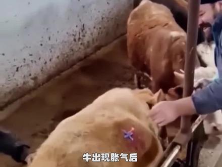 牛肚子 为什么会喷火