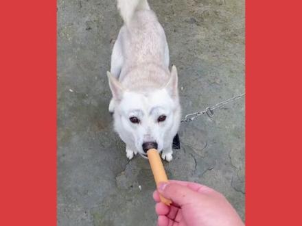 从未想过一个狗能做这种表情 #摸摸哥 #泰迪 #经典 #这一口下去会很疯狂