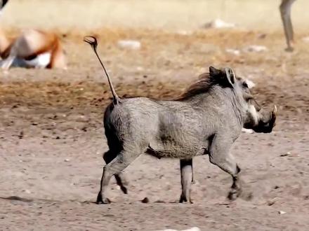 疣猪蓬蓬无时无刻都想着装杯!#动物世界 #神奇动物在抖音 #疣猪 #动物的迷惑行为