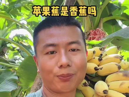 苹果蕉了解一下#男子拉一车苹果蕉被收千元过路费 #抖音921好物节