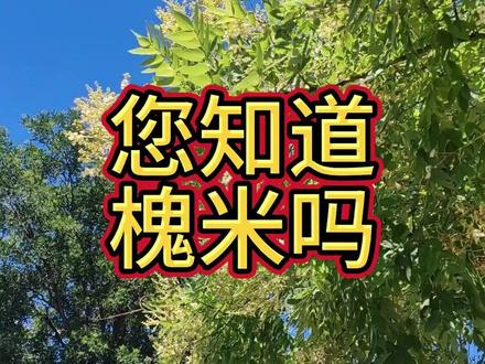 这种树咱北方的路边最常见,这就是国槐。现在开花了,枝繁叶茂。这种树特别适合做马路边的绿化树,他们适应能力强,不挑土地,树形美观,遮阴效果好,生长稳定,养护成本比较低。但是每年4-6月特别容易长虫子,那些虫子的排泄物黏糊糊的,还粘脚。另外一个就是花期特别长,多在 6 月中下旬至 7 月中下旬 开花,将近一个月,环卫工人每天都得清扫。您知道吗,这种含苞未放的花蕾,摘下来晾干,叫做“槐米”,在农村,都会采摘下来卖钱,槐米不仅可以制药,还是天然的染料,用途非常广泛,城市里的槐米为什么不采摘呢,省去了环卫工人每天清扫的辛劳,您知道不采摘的具体原因吗?#国槐#槐米#环卫工人#城市绿化