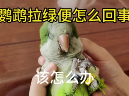 鹦鹉拉绿便怎么回事,该怎么办 #鹦鹉 #鹦鹉日常 #鸟 #动物科普 #鹦鹉鹦鹉萌萌哒逗鹦鹉 #鹦鹉小白 #萌宠 #萌宠出道计划 #萌宠鹦鹉 #手养鸟