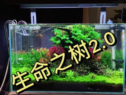 生命树的第二春#造景鱼缸 #草缸造景 #草缸