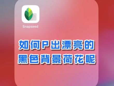 #手机修图 #十万个怎么做 如何P出漂亮的黑色背景荷花呢?#snapseed